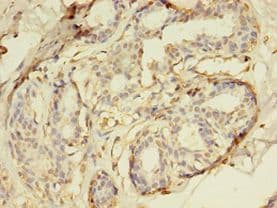 DUSP26 / MKP8 Antibody (aa1-211, Biotin)