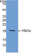 PathPlus™ AIF1 / IBA1 Antibody (aa1-147)