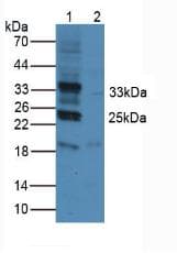 CD274 / B7-H1 / PD-L1 Antibody (aa24-234)