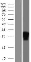 INO80C Protein (Over-Expression Lysate Myc-DDK (Flag))