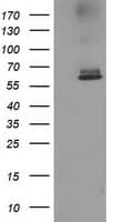 ACOT12 Antibody (clone OTI2D11)