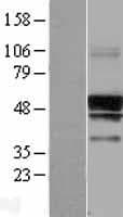 SERINC3 Protein (Over-Expression Lysate Myc-DDK (Flag))