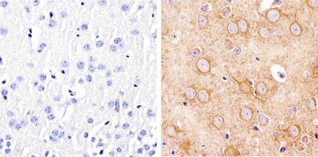 Alpha Tubulin Antibody (clone 236-10501, Biotin)