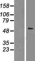 CCT2 / CCT Beta Protein (Over-Expression Lysate Myc-DDK (Flag))