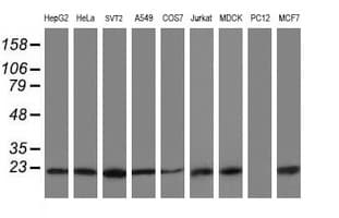 VBP1 Antibody (clone OTI2A3, Carrier-free)