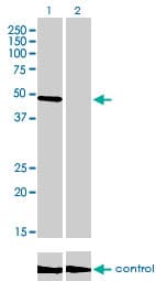 CREB3 / LZIP Antibody (clone 3H5)