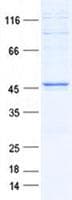 Human CHID1 Protein (Recombinant His, N-Terminal)