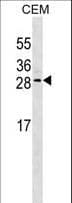 EPO / Erythropoietin Antibody