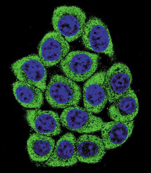 NCL / Nucleolin Antibody