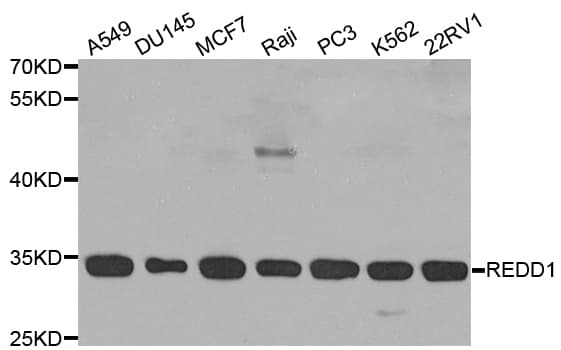 DDIT4 / REDD1 Antibody