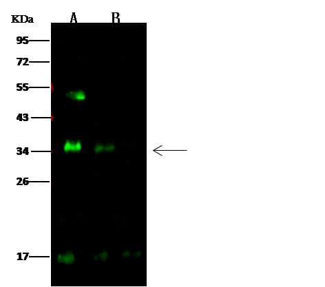 Polyclonal Rabbit anti-Human SPINT2 / HAI-2 Antibody (Preservative Free, IF, WB)