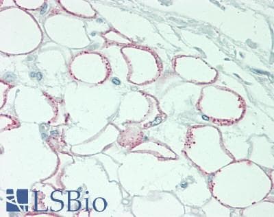 Polyclonal Rabbit anti-Human DNASE2 / DNase II Antibody (aa19-360, IHC, WB)