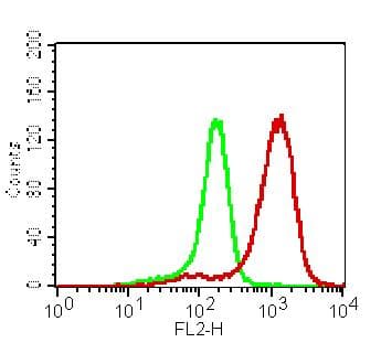 CLEC1A / CLEC-1 Antibody