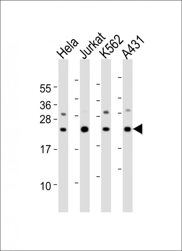 IL24 Antibody