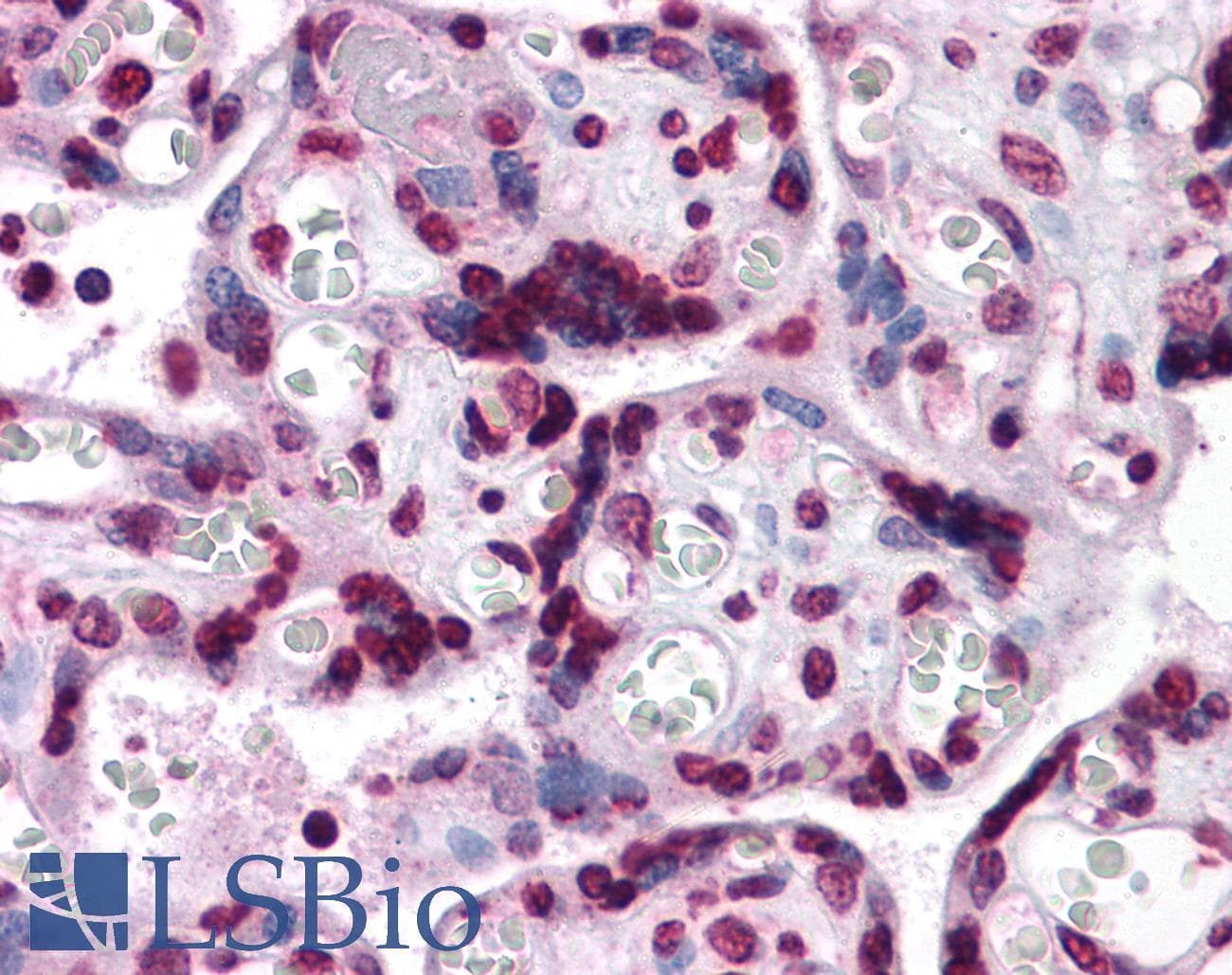 IHC-plus™ KPNA7 Antibody