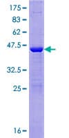 Human NAA50 / NAT13 / SAN Protein (Recombinant GST)