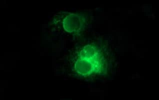 KLK8 / Kallikrein 8 Antibody (clone OTI6F4, Carrier-free)