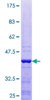 Human EIF1B Protein (Recombinant GST)
