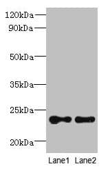 TMED2 Antibody
