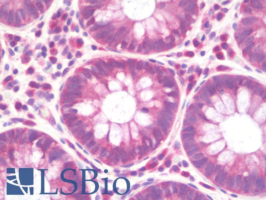 IHC-plus™ APOOL / Apolipoprotein O-Like Antibody (aa219-268)