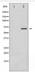 PTPN11 / SHP-2 / NS1 Antibody