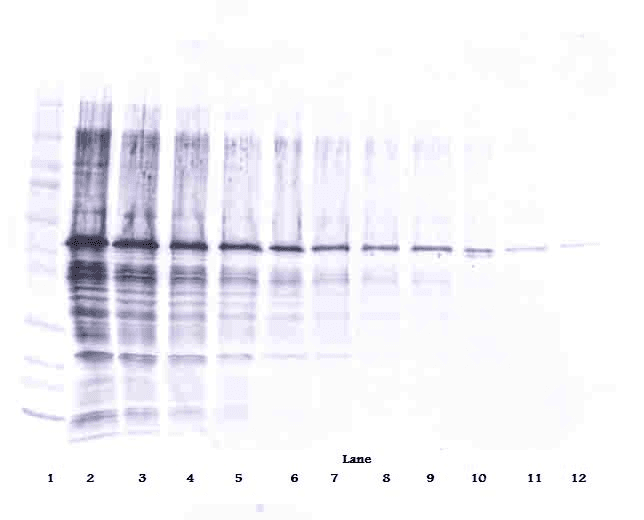 NAMPT / Visfatin Antibody