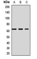 ERG1 / SQLE Antibody