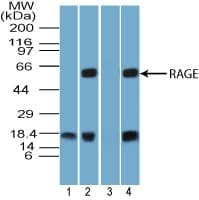 IHC-plus™ AGER / RAGE Antibody (aa350-400)