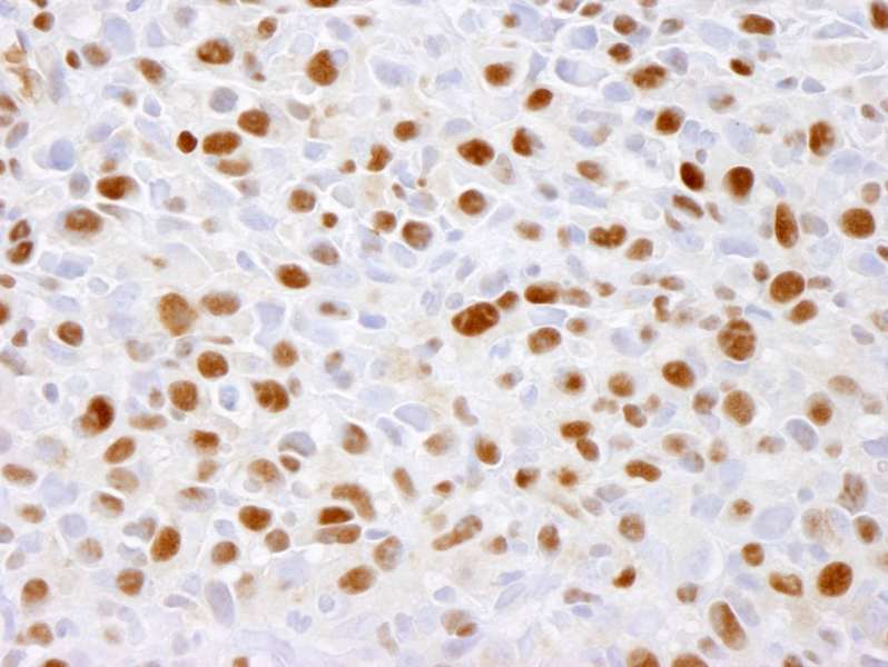 MCM2 Antibody (phospho-Ser41)