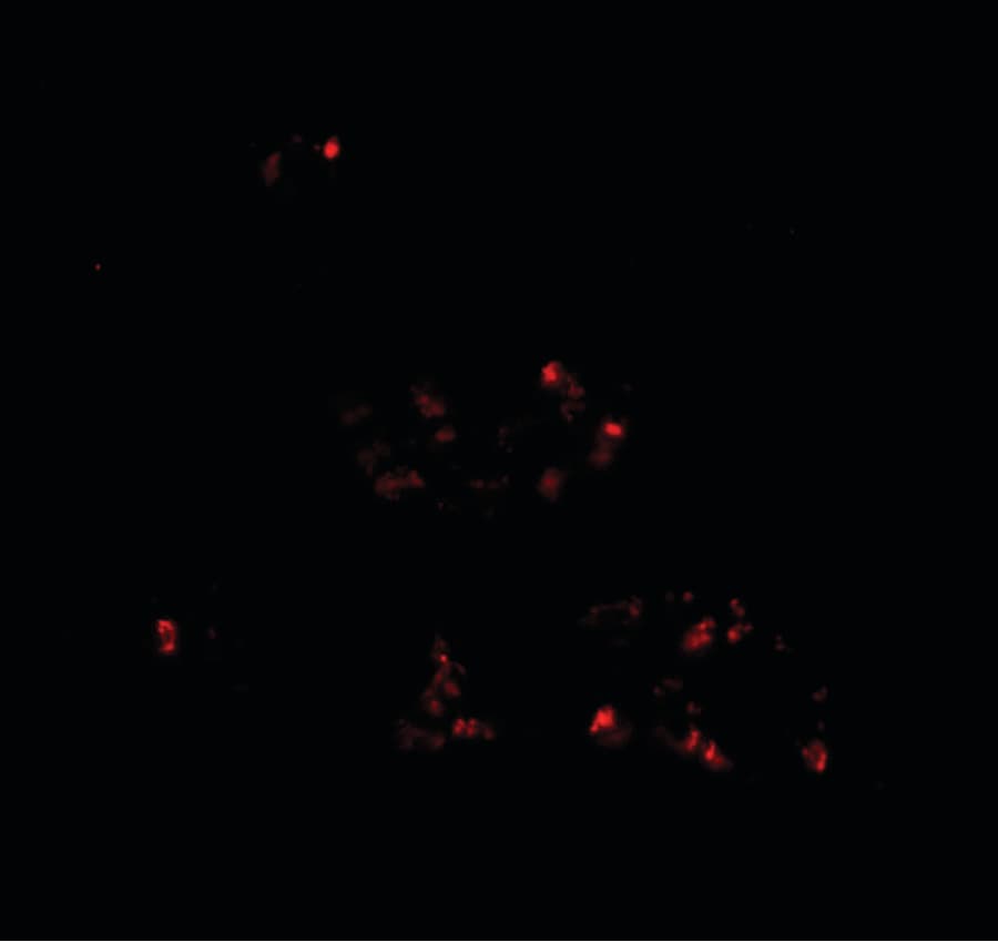 IHC-plus™ DBX2 Antibody