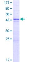 Human MRAS Protein (Recombinant GST)