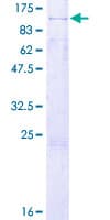 Human RAPGEF3 / EPAC Protein (Recombinant GST)