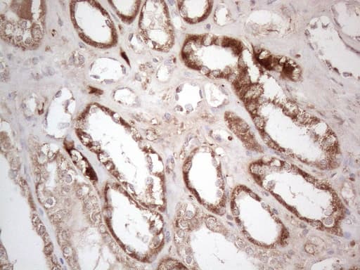 AMT Antibody (aa146-403, clone OTI6F4)