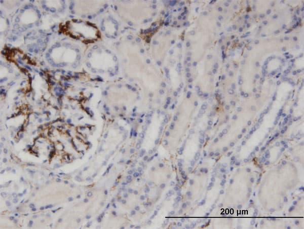 UP / UPP1 Antibody (clone 2F5)