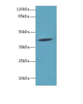 IHC-plus™ Polyclonal Rabbit anti-Human HM13 / IMP-1 / SPP Antibody (IHC, WB)