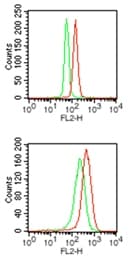 SPI1 / PU.1 Antibody (aa20-70)
