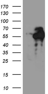 C9orf43 Antibody (clone OTI4F9)