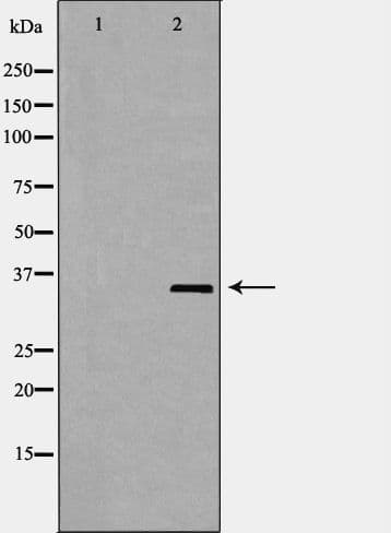 ELAVL1 / HUR Antibody