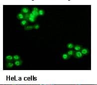 SF3B1 Antibody (clone 16)