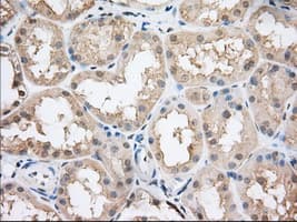CYP1A2 Antibody (clone OTI7D12)