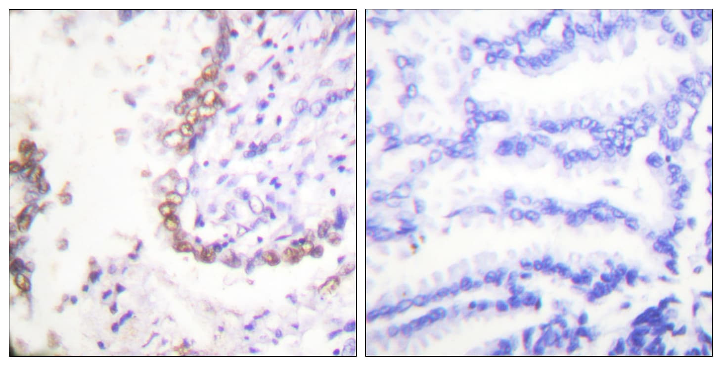 Polyclonal Rabbit anti-Human POU5F1 / OCT4 Antibody (aa191-240, IHC, WB)