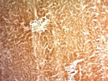 GPC3 / Glypican 3 Antibody (aa511-580, clone 1G12, Ready-to-Use)