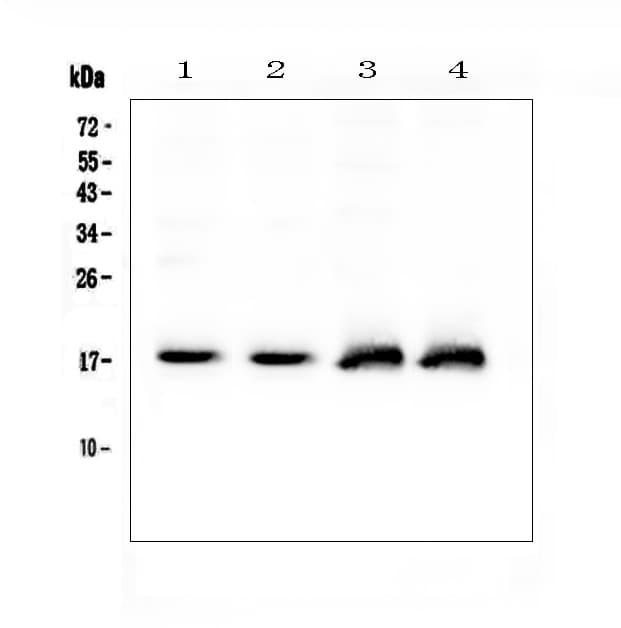 NPPA / ANP Antibody
