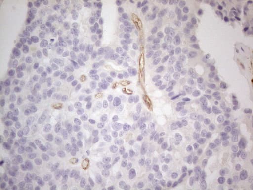 PODXL / Podocalyxin Antibody (aa32-461, clone OTI8D6, Carrier-free)