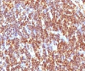 SUMO2 Antibody (clone S2MT-1, Ready-to-Use)