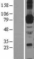 ICAM-1 / CD54 Protein (Over-Expression Lysate Myc-DDK (Flag))