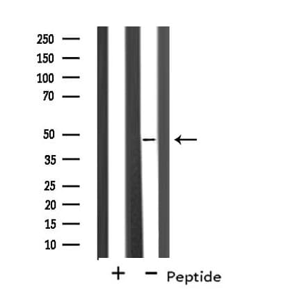 BRCC45 / BRE Antibody