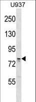 Polyclonal Rabbit anti-Human OS9 Antibody (aa521-549, WB)
