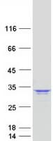 Human PSMA4 Protein (Recombinant Myc-DDK (Flag))