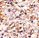 ESPL1 / Separase Antibody (phospho-Ser1126)